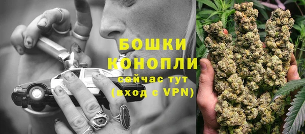 сатива Новодвинск